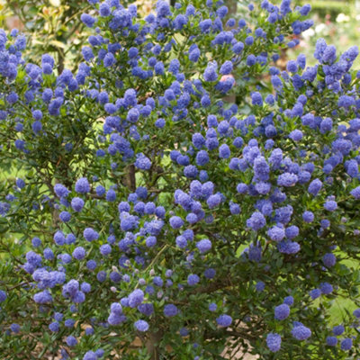 Yougarden Californian Lilac Ceanothus Thyrsiflorus Var. Repens 3 X 2 Litre PotsGarden Ready Lilac TreesSupplied As Established from B&Q