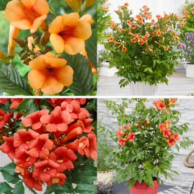 Yougarden Campsis Trumpet Vine Collection2 X 1.5 Litre PotsRed Orange Hardy Climbing Plant from B&Q