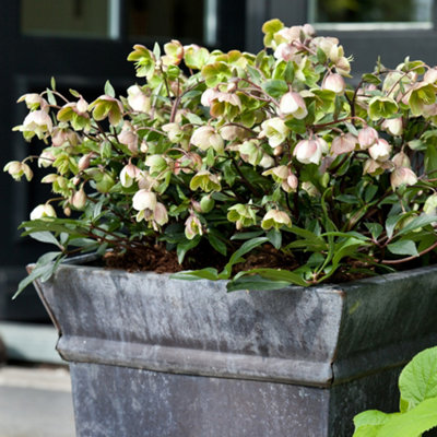 Yougarden Hellebore 'winterbells'Set Of 3 Jumbo Plug PlantsWinter Flowering Evergreen Perennial Garden Colour from B&Q