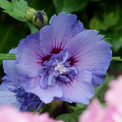 Yougarden Hibiscus 'blue Chiffon'Established Plant In 3 Litre PotHardy Summer Flowering ShrubIdeal For Pots Borders from B&Q