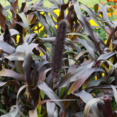 Yougarden Ornamental Millet Purple Baron6 Plug PlantsDeep Burgundy FoliageSummer ColourReady To Plant Garden Grass from B&Q