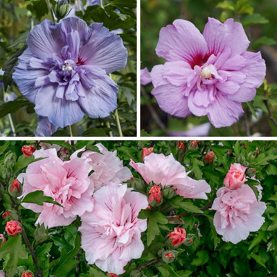 Yougarden Hibiscus Chiffon Collection3 X 3 Litre PotsHardy Summer Flowering ShrubsReady To Plant from B&Q