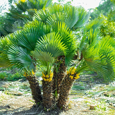 Yougarden Hardy Fan Palm Chamaerops Humilis 2 X 22Cm PotsBushy Palm Trees For GardensPerfect For Exotic Style GardensReady from B&Q