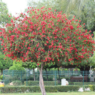 Yougarden Callistemon Red Star StandardReblooming BottlebrushVivid Crimson Evergreen Drought Tolerant90-110Cm Tall20Cm Pot from B&Q