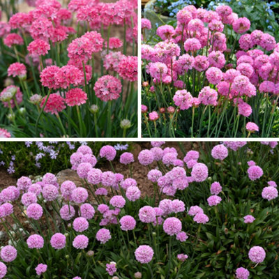 Yougarden Armeria Dreameria Sea Thrift CollectionSix Pink Plants6 X Established Plants In 9Cm PotsPollinator FriendlyLong from B&Q