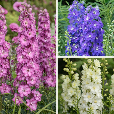 Yougarden Delphinium Delgenius CollectionSet Of 3 Hardy Perennial Plants In 9Cm PotsSummer Garden Colour from B&Q