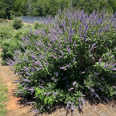 Yougarden Vitex Agnus Castus 'queen Bee'1 X 2 Litre PotPurple Pollinator ShrubReady To Plant from B&Q