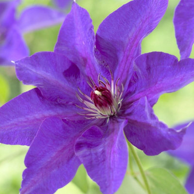 B&Q -  Clematis The President Blue Flowering Vine Climbing Plant 60Cm Cane 3L Pot