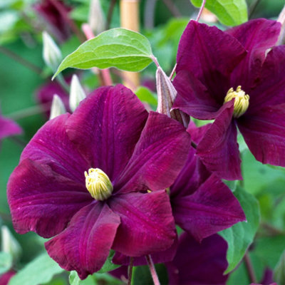 B&Q -  Clematis Warszawska Nike Burgandy Flowering Vine Climbing Plant 60Cm Cane 3L Pot