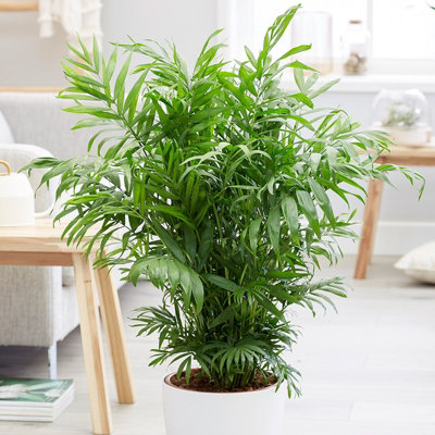 Plant Theory Parlour Palm Dwarf Mountain Chamaedorea Elegans Indoor Tree 12Cm Pot 30Cm Tall from B&Q