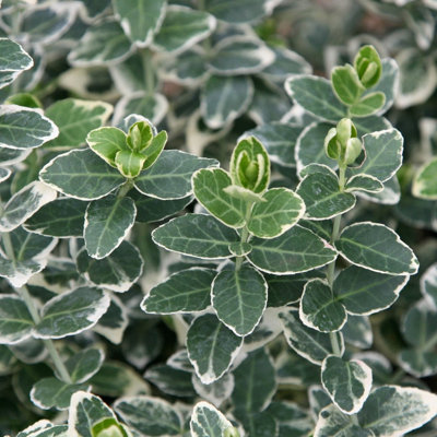 Plant Theory Emerald Gaiety Evergreen Bittersweet Shrub Plant Euonymus Fortunei 2L Pot from B&Q