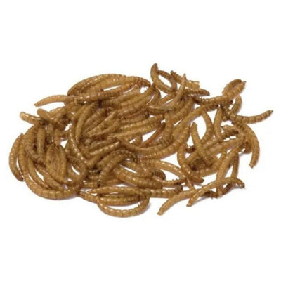 Westland Bucktons Dried Mealworms 12.55Kg Wild Bird Food from B&Q