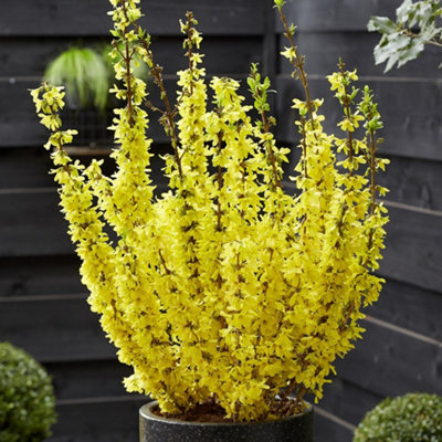 Primrose Forsythia X Intermedia Mikador Forsythia 2 Litre Pot Shrub Plant from B&Q