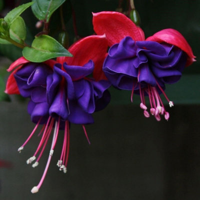 Plant Theory Set Of 3 Dark Eyes Bedding Plant Fuchsia In 9Cm Pots from B&Q