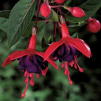 Plant Theory Set Of 3 Dollar Prinzessin Bedding Plant Fuchsia In 9Cm Pots from B&Q