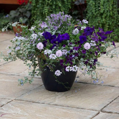Plant Theory Sea Blues Easy Speed Planter Preplanted Plant Planter For Baskets Pots from B&Q
