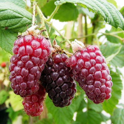 Plant Theory Tayberry Medana Fruit Bush Rubus Fruiting Berry Shrub Plant 3L Pot from B&Q