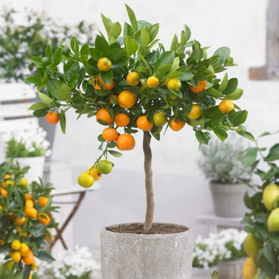 Plant Theory Calamondin Orange Calamansi Fruit Bush Citrus X Microcarpa Fruiting Shrub Plant 19Cm Pot from B&Q
