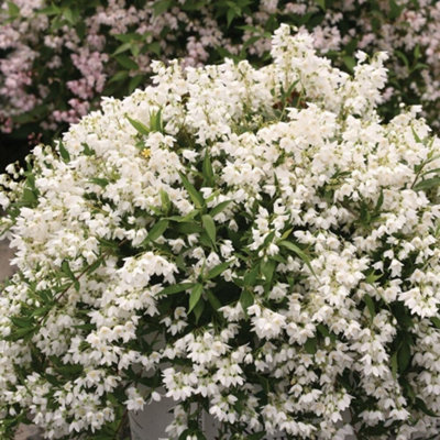 Plant Theory Yuki Snowflake Deutzia Outdoor Shrub Plant Deutzia X Rosea 3L Pot from B&Q