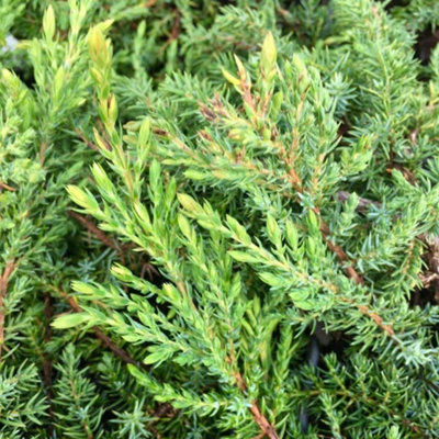 Plant Theory Green Carpet Juniper Conifer Bush Juniperus Communis Evergreen Plant 3L Pot from B&Q