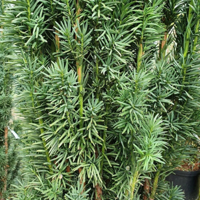 Plant Theory English Yew Conifer Tree Taxus Baccata Evergreen Plant 3L Pot from B&Q