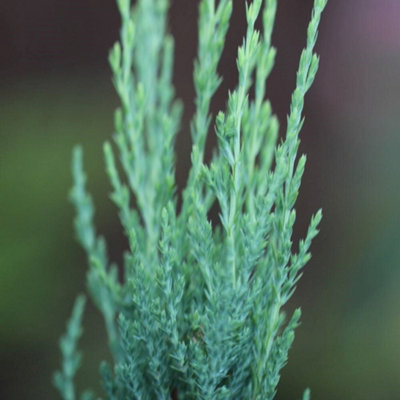 Plant Theory Blue Arrow Rocky Mountain Juniper Conifer Tree Evergreen Plant 3L Pot 30Cm-50Cm from B&Q