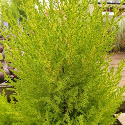 Primrose Cupressus Macrocarpa Wilma Monterey Cypress 3 Litre Pot Conifer Bush from B&Q