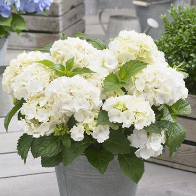 Plant Theory Little White Mophead Hydrangea Shrub Plant Hydrangea Macrophylla 2L Pot from B&Q