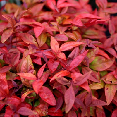 Plant Theory Blush Pink Heavenly Bamboo Shrub Plant Nandina Domestica 2L Pot from B&Q
