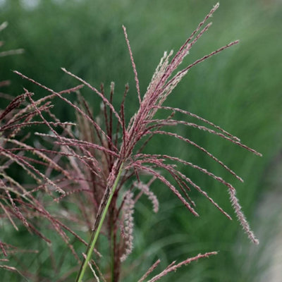 Plant Theory Ferner Osten Chinese Silver Grass Miscanthus Sinensis Outdoor Plants 2L Pot from B&Q