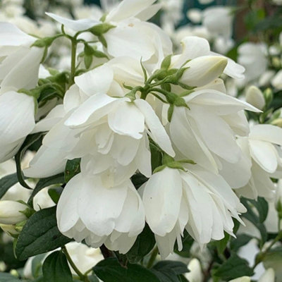 Plant Theory Snowbelle Mock Orange Shrub Plant Philadelphus 12L Pot 80Cm100Cm from B&Q