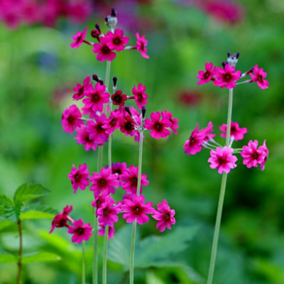 Primula Pulverulenta Primrose 9Cm Pot Perennial Plant from B&Q
