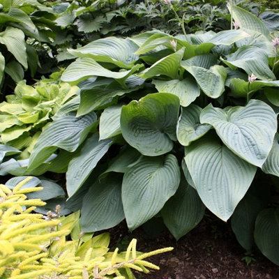 Primrose Hosta Empress Wu Plantain Lily 9Cm Pot Perennial Plant from B&Q