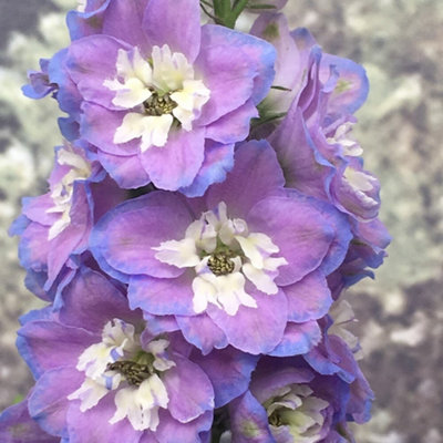 Primrose Delphinium Cameliard Group 9Cm Pot Perennial Plant from B&Q