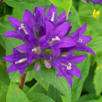 Primrose Campanula Glomerata Superba Clustered Bellflower 9Cm Pot Perennial Plant from B&Q