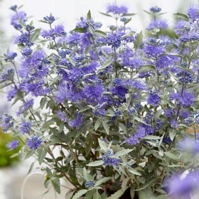 Plant Theory Sterling Silver Bluebeard Shrub Plant Caryopteris X Clandonensis 2L Pot from B&Q