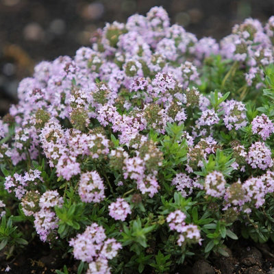 Primrose Thyme Jekkas Herb Plant Thymus Jekka 9Cm Pot from B&Q