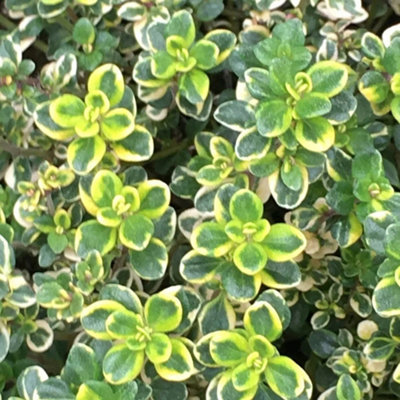 Primrose Thyme Lemon Variegated Thymus 9Cm Pot Herb Garden Plant from B&Q