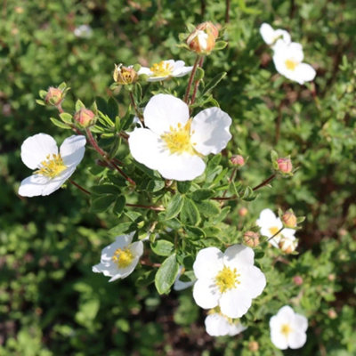 Plant Theory Abbotswood Shrubby Cinquefoil Shrub Plant Potentilla Fruticosa 2L Pot from B&Q