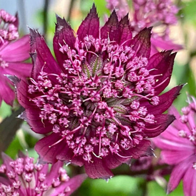 Primrose Astrantia Burgundy Manor Masterwort 9Cm Pot Perennial Plant from B&Q