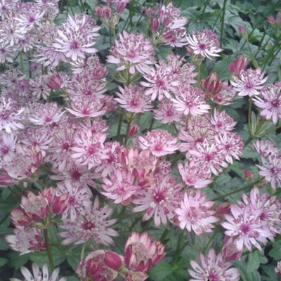 Primrose Astrantia Major Sparkling Stars Pink Masterwort 9Cm Pot Perennial Plant from B&Q