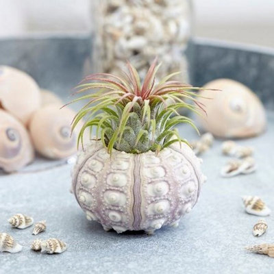 Plant Theory Tillandsia 'the Air Plant' Sputnik Air PlantEasy Care 5Cm Plants For Indoors from B&Q