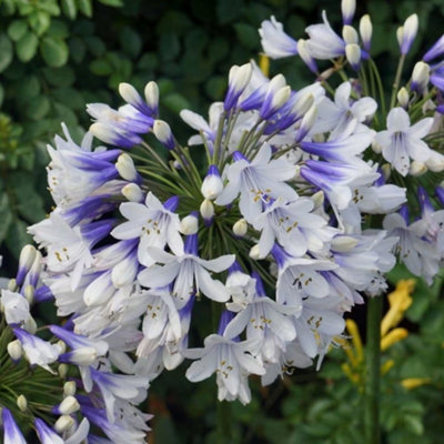 Plant Theory Twister African Lily Perennials Flowering Plants Agapanthus 2L Pot from B&Q