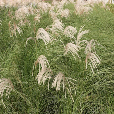 Primrose Miscanthus Sinensis Gracillimus Chinese Silver Grass 9Cm Pot Grass Plant from B&Q