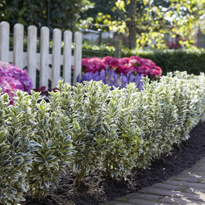 Primrose Euonymus Japonicus White Spire Japanese Euonymus 2 Litre Pot Shrub Plant from B&Q