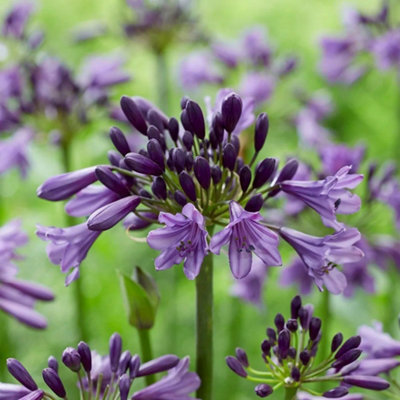 Primrose Agapanthus Poppin Purple African Lily 9Cm Pot Perennial Plant from B&Q