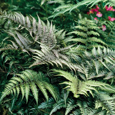 Primrose Athyrium Niponicum Pictum Silver Falls Painted Lady Fern 9Cm Pot from B&Q