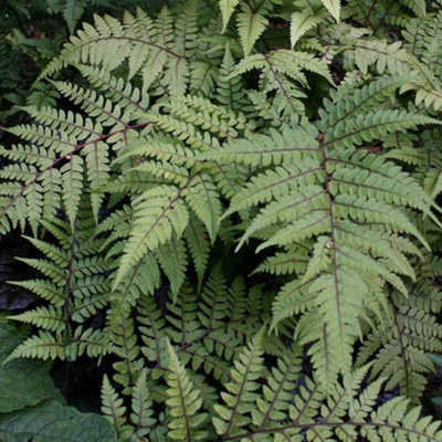 Primrose Athyrium Otophorum Okanum Eared Lady Fern 9Cm Pot from B&Q