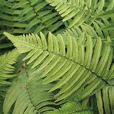 Primrose Dryopteris Cycadina Shaggy Wood Fern 9Cm Pot from B&Q