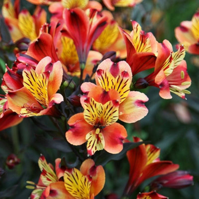 Plant Theory Indian Summer Peruvian Lily Perennials Flowering Plants Alstroemeria 2L Pot from B&Q